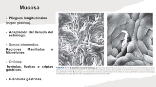 Mucosa
• Pliegues longitudinales
(rugae gástrica).
• Adaptación del llenado del
estómago.
• Surcos intermedios:
Regiones Mamiladas o
Mamelones.
• Orificios:
fovéolas, fositas o criptas
gástricas.
• Glándulas gástricas.
 