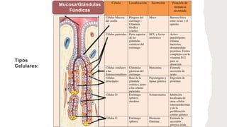 Tipos
Celulares:
Mucosa/Glándulas
Fúndicas
 