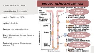• Istmo: replicación celular
Jugo Gástrico: 2Lts por día
• Ácido Clorhídrico (HCI):
• pH (<1.0 a 2.0).
Pepsina: enzima proteolítica.
Moco: Cubierta protectora (barrera
fisiológica).
Factor intrínseco: Absorción de
vitamina B12
MUCOSA – GLÁNDULAS OXINTICAS
CELULAS
MUCOSA
CELULAS
PARIETALES
CELULAS
ENDÓCRINAS
CELULAS
PRINCIPALES
 