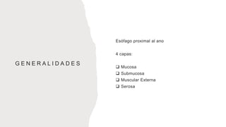 G E N E R A L I D A D E S
Esófago proximal al ano
4 capas:
 Mucosa
 Submucosa
 Muscular Externa
 Serosa
 