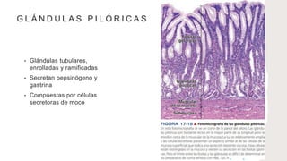 G L Á N D U L A S P I L Ó R I C A S
• Glándulas tubulares,
enrolladas y ramificadas
• Secretan pepsinógeno y
gastrina
• Compuestas por células
secretoras de moco
 