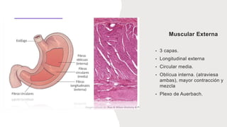 Muscular Externa
• 3 capas.
• Longitudinal externa
• Circular media.
• Oblícua interna. (atraviesa
ambas), mayor contracción y
mezcla
• Plexo de Auerbach.
 