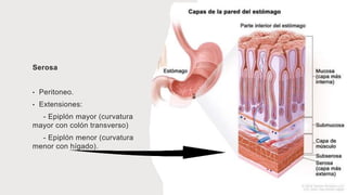 Serosa
• Peritoneo.
• Extensiones:
- Epiplón mayor (curvatura
mayor con colón transverso)
- Epiplón menor (curvatura
menor con hígado).
 