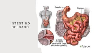 I N T E S T I N O
D E L G A D O
 