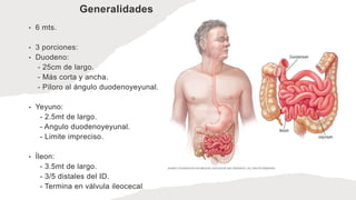 Generalidades
• 6 mts.
• 3 porciones:
• Duodeno:
- 25cm de largo.
- Más corta y ancha.
- Píloro al ángulo duodenoyeyunal.
• Yeyuno:
- 2.5mt de largo.
- Angulo duodenoyeyunal.
- Limite impreciso.
• Íleon:
- 3.5mt de largo.
- 3/5 distales del ID.
- Termina en válvula ileocecal.
 