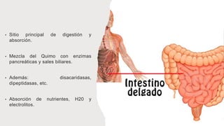 • Sitio principal de digestión y
absorción.
• Mezcla del Quimo con enzimas
pancreáticas y sales biliares.
• Además: disacaridasas,
dipeptidasas, etc.
• Absorción de nutrientes, H20 y
electrolitos.
 