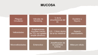 Pliegues
Circulares:
Válvulas de
Kerckring.
½ de la
circunferencia del
ID.
Duodeno y
Yeyuno.
Vellosidades:
Evaginaciones
mucosas (centro
de TCL con epitelio
simple cilíndrico).
0.5 - 1.5mm dentro
de la luz intestinal
Aspecto
aterciopelado.
Microvellosidades: Enterocitos
.Amplificación de
la superficie
luminal.
Miles por célula.
MUCOSA
 