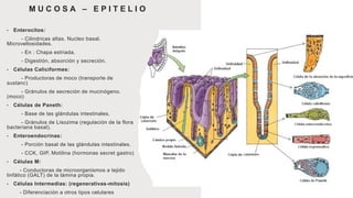 M U C O S A – E P I T E L I O
• Enterocitos:
- Cilindricas altas. Nucleo basal.
Microvellosidades.
- En : Chapa estriada.
- Digestión, absorción y secreción.
• Células Caliciformes:
- Productoras de moco (transporte de
sustanc)
- Gránulos de secreción de mucinógeno.
(moco)
• Células de Paneth:
- Base de las glándulas intestinales.
- Gránulos de Lisozima (regulación de la flora
bacteriana basal).
• Enteroendocrinas:
- Porción basal de las glándulas intestinales.
- CCK, GIP, Motilina (hormonas secret gastro)
• Células M:
- Conductoras de microorganismos a tejido
linfático (GALT) de la lámina propia.
• Células Intermedias: (regenerativas-mitosis)
- Diferenciación a otros tipos celulares
 