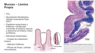 Mucosa – Lámina
Propia
• TCL.
• Abundantes fibroblastos,
células musculares lisas,
GALT.
• Capilares sanguíneos y
linfáticos- transportan
nutrientes al sistema vascular
y desechos al linfatico (Vasos
quilíferos).
• Glándulas Intestinales:
- Criptas de Lieberkühn
(moco)
- Nódulos linfáticos:
- Placas de Peyer. (células
inmunitarias)
 