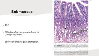 Submucosa
• TCD.
• Glándulas Submucosas de Brunner
(cimógeno y moco).
• Secreción alcalina para protección.
 