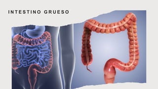 I N T E S T I N O G R U E S O
 