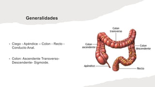 Generalidades
• Ciego - Apéndice – Colon - Recto -
Conducto Anal.
• Colon: Ascendente Transverso-
Descendente- Sigmoide.
 