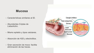 Mucosa
• Características similares al ID.
• Abundantes Criptas de
Lieberkühn.
• Mismo epitelio y tipos celulares.
• Absorción de H20 y electrolitos.
• Gran secreción de moco: facilita
eliminación de las heces.
 