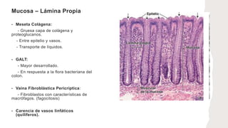 Mucosa – Lámina Propia
• Meseta Colágena:
- Gruesa capa de colágena y
proteoglucanos.
- Entre epitelio y vasos.
- Transporte de líquidos.
• GALT:
- Mayor desarrollado.
- En respuesta a la flora bacteriana del
colon.
• Vaina Fibroblástica Pericríptica:
- Fibroblastos con características de
macrófagos. (fagocitosis)
• Carencia de vasos linfáticos
(quiliferos).
 