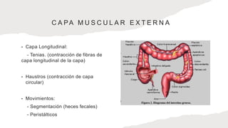 C A PA M U S C U L A R E X T E R N A
• Capa Longitudinal:
- Tenias. (contracción de fibras de
capa longitudinal de la capa)
• Haustros (contracción de capa
circular)
• Movimientos:
- Segmentación (heces fecales)
- Peristálticos
 