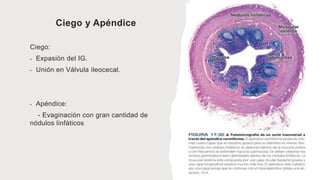 Ciego y Apéndice
Ciego:
- Expasión del IG.
- Unión en Válvula ileocecal.
- Apéndice:
- Evaginación con gran cantidad de
nódulos linfáticos
 