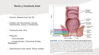 Recto y Conducta Anal
• Porción dilatada final del TD.
• Epitelio con abundantes células
caliciformes. (moco y transporte)
• Conducto anal: 4cm.
• Pliegues:
- Transversales.
- Longitudinales: Columnas Anales
(Morgagni).
• Depresiones entre estas: Senos anales.
 