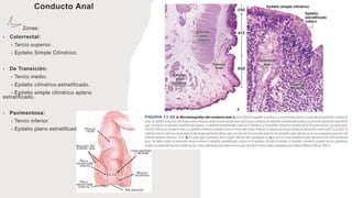 Conducto Anal
Zonas:
• Colorrectal:
- Tercio superior.
- Epitelio Simple Cilíndrico.
• De Transición:
- Tercio medio.
- Epitelio cilíndrico estratificado.
- Epitelio simple cilíndrico aplano
estratificado.
• Pavimentosa:
- Tercio inferior.
- Epitelio plano estratificado.
 