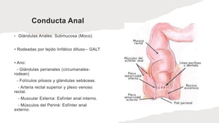 Conducta Anal
• Glándulas Anales: Submucosa (Moco).
• Rodeadas por tejido linfático difuso-- GALT
• Ano:
- Glándulas perianales (circumanales-
rodean)
- Folículos pilosos y glándulas sebáceas.
- Arteria rectal superior y plexo venoso
rectal.
- Muscular Externa: Esfínter anal interno.
- Músculos del Periné: Esfínter anal
externo.
 