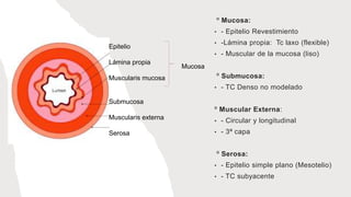 º Mucosa:
• - Epitelio Revestimiento
• -Lámina propia: Tc laxo (flexible)
• - Muscular de la mucosa (liso)
º Submucosa:
• - TC Denso no modelado
º Muscular Externa:
• - Circular y longitudinal
• - 3ª capa
º Serosa:
• - Epitelio simple plano (Mesotelio)
• - TC subyacente
Epitelio
Lámina propia
Muscularis mucosa
Submucosa
Muscularis externa
Serosa
Mucosa
 