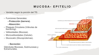 M U C O S A - E P I T E L I O
• Variable según la porción del TD.
• Funciones Generales:
- Protección (barrera).
- Absorción:
• Pliegues Circulares (Válvulas de
Kerckring).
• Vellosidades (Mucosa).
• Microvellosidades (Celular).
• Glucocaliz (Glucoproteínas).
- Secreción:
Glándulas Mucosas, Submucosas y
Extramurales.
 