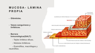 M U C O S A - L Á M I N A
P R O P I A
• Glándulas.
• Vasos sanguíneos y
linfáticos.
• Barrera
Inmunológica(GALT):
- Tejido linfático difuso.
- Nódulos linfáticos.
- Eosinófilos, macrófagos y
neutrófilos.
 