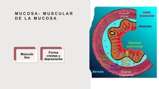 M U C O S A - M U S C U L A R
D E L A M U C O S A
Músculo
liso
Forma
crestas y
depresiones
 