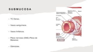 S U B M U C O S A
• TC Denso.
• Vasos sanguíneos.
• Vasos linfáticos.
• Plexo nervioso (SNE)-Plexo de
Meissner.
• Glándulas.
 