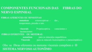 COMPONENTES FUNCIONAIS DAS FIBRAS DO
NERVO ESPINHAL
FIBRAS AFERENTES OU SENSITIVAS
somaticas exteroceptivas - dor ,
temperatura, pressão e tato
viscerais Proprioceptiva conscientes e
inconscientes
FIBRAS EFERENTES OU MOTORAS
somaticas para os músculos esqueléticos
Viscerais para os músculo liso(simpático e parassimpático)
Obs: as fibras eferentes ou motoras viscerais compõem o O
SISTEMA NERVOSO AUTONÔMO
 
