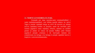 11- NERVO ACESSORIO.(XI-PAR).
Formado por duas porções-uma craniana(bulbar) e
outra medular(espinhal), esta última porção abaixo do nervo
Vago.A porção espinhal chega ao nível do terceiro ao sétimo
nervos espinhais.Ambas as porções saem do encéfalo pelo
forame jugular.O ramo espinhal, inferior, adentra no cérebro
param se juntar ao ramos da porção bulbar, pelo forame
jugular.A porção craniana é de inervação motora aos
constrictores da laringe e da faringe.A porção espinhal inerva o
trapézio e esternocleimastoideo.
11- NERVO ACESSORIO.(XI-PAR).
Formado por duas porções-uma craniana(bulbar) e
outra medular(espinhal), esta última porção abaixo do nervo
Vago.A porção espinhal chega ao nível do terceiro ao sétimo
nervos espinhais.Ambas as porções saem do encéfalo pelo
forame jugular.O ramo espinhal, inferior, adentra no cérebro
param se juntar ao ramos da porção bulbar, pelo forame
jugular.A porção craniana é de inervação motora aos
constrictores da laringe e da faringe.A porção espinhal inerva o
trapézio e esternocleimastoideo.
 