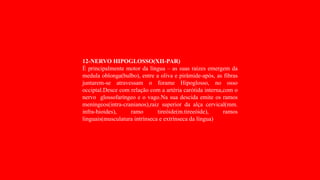 12-NERVO HIPOGLOSSO(XII-PAR)
È principalmente motor da língua – as suas raízes emergem da
medula oblonga(bulbo), entre a oliva e pirâmide-após, as fibras
juntarem-se atravessam o forame Hipoglosso, no osso
occiptal.Desce com relação com a artéria carótida interna,com o
nervo glossofaríngeo e o vago.Na sua descida emite os ramos
meníngeos(intra-cranianos),raiz superior da alça cervical(mm.
infra-hioides), ramo tireóide(m.tireeóide), ramos
linguais(musculatura intrínseca e extrínseca da língua)
 