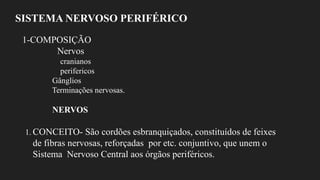 SISTEMA NERVOSO PERIFÉRICO
1-COMPOSIÇÃO
Nervos
cranianos
perifericos
Gânglios
Terminações nervosas.
NERVOS
1. CONCEITO- São cordões esbranquiçados, constituídos de feixes
de fibras nervosas, reforçadas por etc. conjuntivo, que unem o
Sistema Nervoso Central aos órgãos periféricos.
 