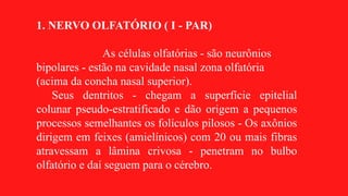 1. NERVO OLFATÓRIO ( I - PAR)
As células olfatórias - são neurônios
bipolares - estão na cavidade nasal zona olfatória
(acima da concha nasal superior).
Seus dentritos - chegam a superfície epitelial
colunar pseudo-estratificado e dão origem a pequenos
processos semelhantes os folículos pilosos - Os axônios
dirigem em feixes (amielínicos) com 20 ou mais fibras
atravessam a lâmina crivosa - penetram no bulbo
olfatório e daí seguem para o cérebro.
 