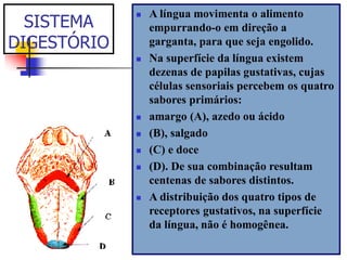 SISTEMA
DIGESTÓRIO
 A língua movimenta o alimento
empurrando-o em direção a
garganta, para que seja engolido.
 Na superfície da língua existem
dezenas de papilas gustativas, cujas
células sensoriais percebem os quatro
sabores primários:
 amargo (A), azedo ou ácido
 (B), salgado
 (C) e doce
 (D). De sua combinação resultam
centenas de sabores distintos.
 A distribuição dos quatro tipos de
receptores gustativos, na superfície
da língua, não é homogênea.
 