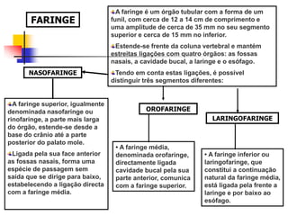 FARINGE
A faringe é um órgão tubular com a forma de um
funil, com cerca de 12 a 14 cm de comprimento e
uma amplitude de cerca de 35 mm no seu segmento
superior e cerca de 15 mm no inferior.
Estende-se frente da coluna vertebral e mantém
estreitas ligações com quatro órgãos: as fossas
nasais, a cavidade bucal, a laringe e o esófago.
Tendo em conta estas ligações, é possível
distinguir três segmentos diferentes:
NASOFARINGE
A faringe superior, igualmente
denominada nasofaringe ou
rinofaringe, a parte mais larga
do órgão, estende-se desde a
base do crânio até a parte
posterior do palato mole.
Ligada pela sua face anterior
as fossas nasais, forma uma
espécie de passagem sem
saída que se dirige para baixo,
estabelecendo a ligação directa
com a faringe média.
OROFARINGE
• A faringe média,
denominada orofaringe,
directamente ligada
cavidade bucal pela sua
parte anterior, comunica
com a faringe superior.
LARINGOFARINGE
• A faringe inferior ou
laringofaringe, que
constitui a continuação
natural da faringe média,
está ligada pela frente a
laringe e por baixo ao
esófago.
 