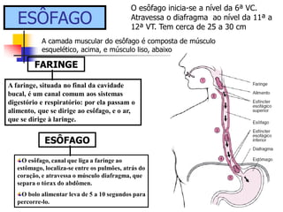FARINGE
A faringe, situada no final da cavidade
bucal, é um canal comum aos sistemas
digestório e respiratório: por ela passam o
alimento, que se dirige ao esôfago, e o ar,
que se dirige à laringe.
ESÔFAGO
O esôfago, canal que liga a faringe ao
estômago, localiza-se entre os pulmões, atrás do
coração, e atravessa o músculo diafragma, que
separa o tórax do abdômen.
O bolo alimentar leva de 5 a 10 segundos para
percorre-lo.
ESÔFAGO
O esôfago inicia-se a nível da 6ª VC.
Atravessa o diafragma ao nível da 11ª a
12ª VT. Tem cerca de 25 a 30 cm
A camada muscular do esôfago é composta de músculo
esquelético, acima, e músculo liso, abaixo
 