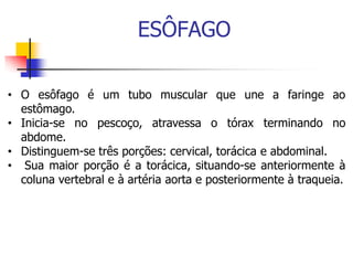 ESÔFAGO
• O esôfago é um tubo muscular que une a faringe ao
estômago.
• Inicia-se no pescoço, atravessa o tórax terminando no
abdome.
• Distinguem-se três porções: cervical, torácica e abdominal.
• Sua maior porção é a torácica, situando-se anteriormente à
coluna vertebral e à artéria aorta e posteriormente à traqueia.
 