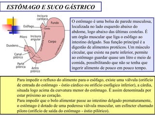 ESTÔMAGO E SUCO GÁSTRICO
O estômago é uma bolsa de parede musculosa,
localizada no lado esquerdo abaixo do
abdome, logo abaixo das últimas costelas. É
um órgão muscular que liga o esôfago ao
intestino delgado. Sua função principal é a
digestão de alimentos protéicos. Um músculo
circular, que existe na parte inferior, permite
ao estômago guardar quase um litro e meio de
comida, possibilitando que não se tenha que
ingerir alimento de pouco em pouco tempo.
Para impedir o refluxo do alimento para o esôfago, existe uma válvula (orifício
de entrada do estômago - óstio cárdico ou orifício esofágico inferior), a cárdia,
situada logo acima da curvatura menor do estômago. É assim denominada por
estar próximo ao coração.
Para impedir que o bolo alimentar passe ao intestino delgado prematuramente,
o estômago é dotado de uma poderosa válvula muscular, um esfíncter chamado
piloro (orifício de saída do estômago - óstio pilórico).
 