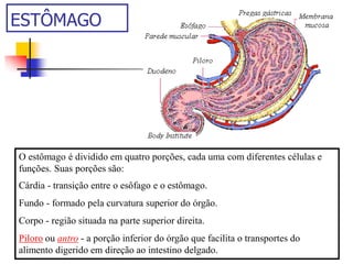ESTÔMAGO
O estômago é dividido em quatro porções, cada uma com diferentes células e
funções. Suas porções são:
Cárdia - transição entre o esôfago e o estômago.
Fundo - formado pela curvatura superior do órgão.
Corpo - região situada na parte superior direita.
Piloro ou antro - a porção inferior do órgão que facilita o transportes do
alimento digerido em direção ao intestino delgado.
 