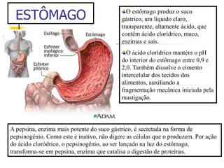 ESTÔMAGO O estômago produz o suco
gástrico, um líquido claro,
transparente, altamente ácido, que
contêm ácido clorídrico, muco,
enzimas e sais.
O ácido clorídrico mantém o pH
do interior do estômago entre 0,9 e
2,0. Também dissolve o cimento
intercelular dos tecidos dos
alimentos, auxiliando a
fragmentação mecânica iniciada pela
mastigação.
A pepsina, enzima mais potente do suco gástrico, é secretada na forma de
pepsinogênio. Como este é inativo, não digere as células que o produzem. Por ação
do ácido cloródrico, o pepsinogênio, ao ser lançado na luz do estômago,
transforma-se em pepsina, enzima que catalisa a digestão de proteínas.
 