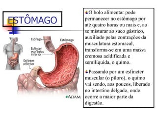 ESTÔMAGO
O bolo alimentar pode
permanecer no estômago por
até quatro horas ou mais e, ao
se misturar ao suco gástrico,
auxiliado pelas contrações da
musculatura estomacal,
transforma-se em uma massa
cremosa acidificada e
semilíquida, o quimo.
Passando por um esfíncter
muscular (o piloro), o quimo
vai sendo, aos poucos, liberado
no intestino delgado, onde
ocorre a maior parte da
digestão.
 