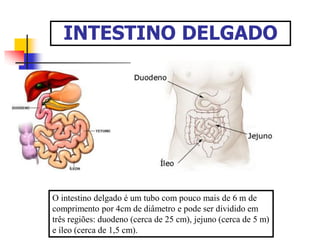 INTESTINO DELGADO
O intestino delgado é um tubo com pouco mais de 6 m de
comprimento por 4cm de diâmetro e pode ser dividido em
três regiões: duodeno (cerca de 25 cm), jejuno (cerca de 5 m)
e íleo (cerca de 1,5 cm).
 