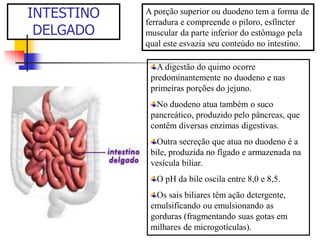 INTESTINO
DELGADO
A porção superior ou duodeno tem a forma de
ferradura e compreende o piloro, esfíncter
muscular da parte inferior do estômago pela
qual este esvazia seu conteúdo no intestino.
A digestão do quimo ocorre
predominantemente no duodeno e nas
primeiras porções do jejuno.
No duodeno atua também o suco
pancreático, produzido pelo pâncreas, que
contêm diversas enzimas digestivas.
Outra secreção que atua no duodeno é a
bile, produzida no fígado e armazenada na
vesícula biliar.
O pH da bile oscila entre 8,0 e 8,5.
Os sais biliares têm ação detergente,
emulsificando ou emulsionando as
gorduras (fragmentando suas gotas em
milhares de microgotículas).
 