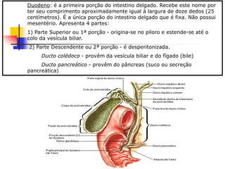 Ducto Colédoco e Estruturas Adjacentes
Duodeno: é a primeira porção do intestino delgado. Recebe este nome por
ter seu comprimento aproximadamente igual à largura de doze dedos (25
centímetros). É a única porção do intestino delgado que é fixa. Não possui
mesentério. Apresenta 4 partes:
1) Parte Superior ou 1ª porção - origina-se no piloro e estende-se até o
colo da vesícula biliar.
2) Parte Descendente ou 2ª porção - é desperitonizada.
Ducto colédoco - provêm da vesícula biliar e do fígado (bile)
Ducto pancreático - provêm do pâncreas (suco ou secreção
pancreática)
 