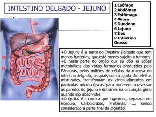 1 Esôfago
2 Abdômen
3 Estômago
4 Piloro
5 Duodeno
6 Jejuno
7 Íleo
8 Intestino
Grosso
O Jejuno é a parte do Inestino Delgado que tem
menos bactérias, que está menos sujeito a tumores.
É nesta parte do órgão que se dão as ações
metabólicas dos vários fermentos produzidos pelo
Pâncreas, pelos milhões de células da mucosa do
intestino delgado, os quais com a ajuda dos efeitos
misturados, transformam os vários alimentos em
partículas microscópicas para poderem atravessar
as paredes do jejuno e entrarem na circulação geral
quando são absorvidos.
O QUILO é a comida que ingerimos, separada em
Gordura, Carboidratos, Proteínas, ..., sendo
considerado a parte final da digestão.
INTESTINO DELGADO - JEJUNO
 