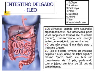 INTESTINO DELGADO
- ILEO
1 Esôfago
2 Abdômen
3 Estômago
4 Piloro
5 Duodeno
6 Jejuno
7 Íleo
8 Intestino Grosso
Os alimentos quando bem separados
organizadamente, são absorvidos pelos
vasos sanguíneos levados até as células
(núcleo), transformando em energia
junto com o oxigênio que respiramos.
O que não presta é mandado para o
Intestino Grosso.
O Íleo é a parte terminal do intestino
delgado e o seu nome em latim significa
mesmo "parte final", ele tem um
comprimento de 10 pés, perfazendo
com o jejuno um total de 25 pés de
comprimento.
 