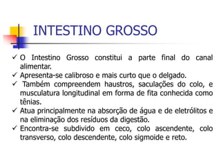 INTESTINO GROSSO
 O Intestino Grosso constitui a parte final do canal
alimentar.
 Apresenta-se calibroso e mais curto que o delgado.
 Também compreendem haustros, saculações do colo, e
musculatura longitudinal em forma de fita conhecida como
tênias.
 Atua principalmente na absorção de água e de eletrólitos e
na eliminação dos resíduos da digestão.
 Encontra-se subdivido em ceco, colo ascendente, colo
transverso, colo descendente, colo sigmoide e reto.
 