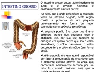 INTESTINO GROSSO
O intestino grosso possui aproximadamente
1,5m e é dividido funcional e
anatomicamente em três partes:
•O ceco, que é onde desemboca o conteúdo
vindo do intestino delgado, nesta região
consta a presença de um pequeno
prolongamento em forma de tubo,
conhecido como apêndice vermiforme.
•A segunda porção é o cólon, que é uma
estrutura grande que atravessa todo o
abdômen, ele, por sua vez, também se
distingue em quatro partes que são o cólon
ascendente, o cólon transverso, o cólon
descendente e o cólon sigmóide (em forma
de S).
•A última porção é o reto, que é responsável
por fazer a comunicação do organismo com
o ambiente externo através do ânus, que
encontra-se normalmente fechado por um
músculo chamado esfíncter anal, que o
 