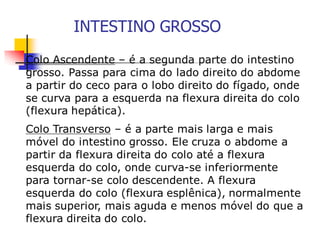INTESTINO GROSSO
 