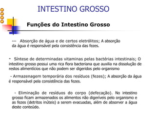 INTESTINO GROSSO
Funções do Intestino Grosso
--- Absorção de água e de certos eletrólitos; A absorção
da água é responsável pela consistência das fezes.
- Síntese de determinadas vitaminas pelas bactérias intestinais; O
intestino grosso possui uma rica flora bacteriana que auxilia na dissolução de
restos alimentícios que não podem ser digeridos pelo organismo
- Armazenagem temporária dos resíduos (fezes); A absorção da água
é responsável pela consistência das fezes.
- Eliminação de resíduos do corpo (defecação). No intestino
grosso ficam armazenados os alimentos não digeríveis pelo organismo e
as fezes (detritos inúteis) a serem evacuadas, além de absorver a água
deste conteúdo.
 